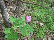 IMG_0596.jpg