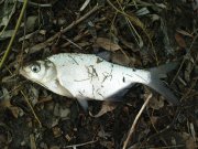 DSC05225.JPG