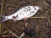 DSC01654.jpg