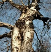 1272486818_seksualnye-derevja_23620_s__1[1].jpg