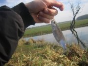 IMG_7146_новый размер.jpg