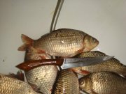 DSC03218.jpg