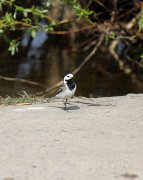 IMG_7979.jpg