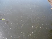 IMG_4471.jpg