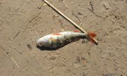 IMG_02-05-2012_131843.jpg