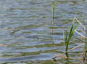 IMG_0416.jpg