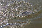IMG_2568.jpg