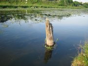 IMG_5239.jpg