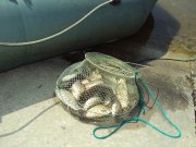 DSC04368.JPG