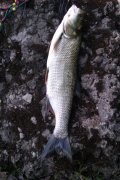 IMAG0229.jpg