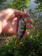 08052012_perch.jpg