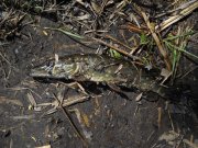 08052012_pike.jpg