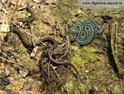 natrix_3_tessellata.jpg