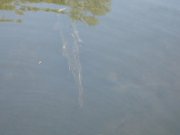 IMG_0575.JPG