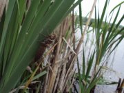 DSC04422.JPG