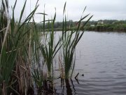 DSC04423.JPG