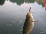 1-IMG_0001.JPG
