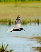 IMG_7847.JPG
