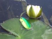 DSC04473.JPG