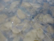 IMG_0595.JPG