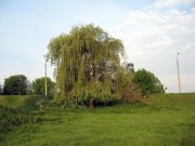 IMG_2959.JPG