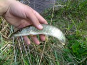 290420101284.jpg