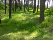 100520121743.jpg