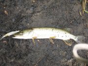 IMG_0605.JPG