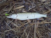 DSC03712.JPG