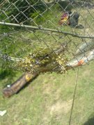 dsc00043.jpg