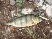 IMG_0612.JPG