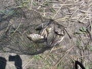 IMG_0388.jpg