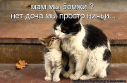 коты.jpg