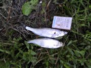 IMG_20120604_185242.jpg