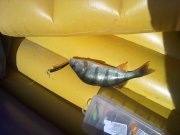 300620122386.jpg
