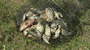 IMG_0930.jpg