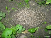 1-IMG_0076.jpg