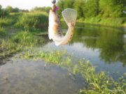 1-IMG_0026.jpg