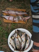 1-IMG_0087.JPG