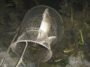 IMG_0992.JPG