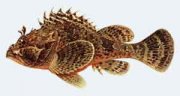 Морской ерш - скорпена.jpg