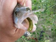 IMG_3123.JPG