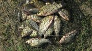 IMG_1000.jpg