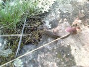 Фото0790.jpg