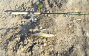 FLASH MINNOW разловлен.jpg