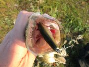 IMG_3137.JPG