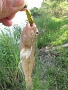 IMG_3147.JPG