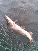 26.08.2012г. YO-ZURI L-Minnow.jpg