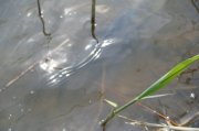 DSC00594_resize.JPG
