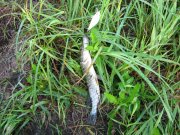 IMG_0311.jpg